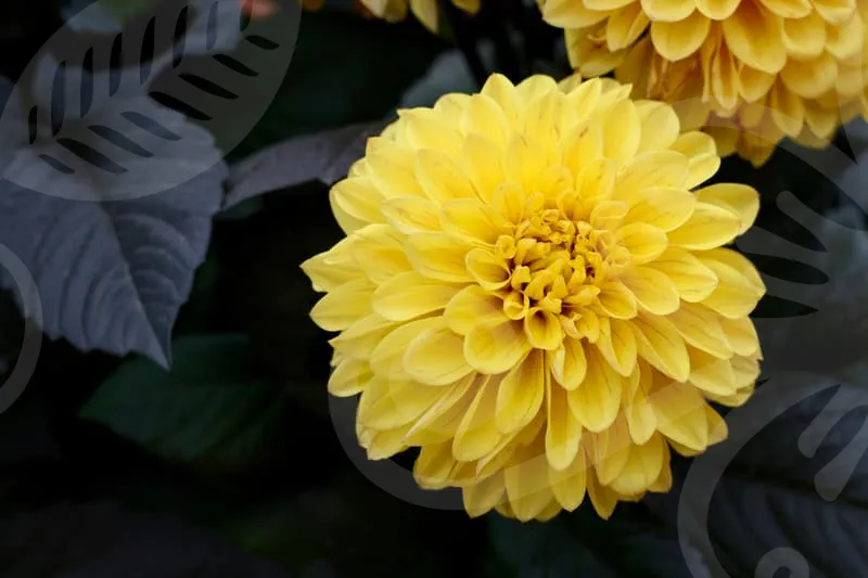 여성기업확인서