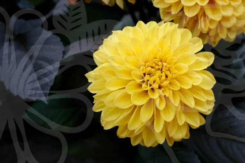 청년전세자금대출